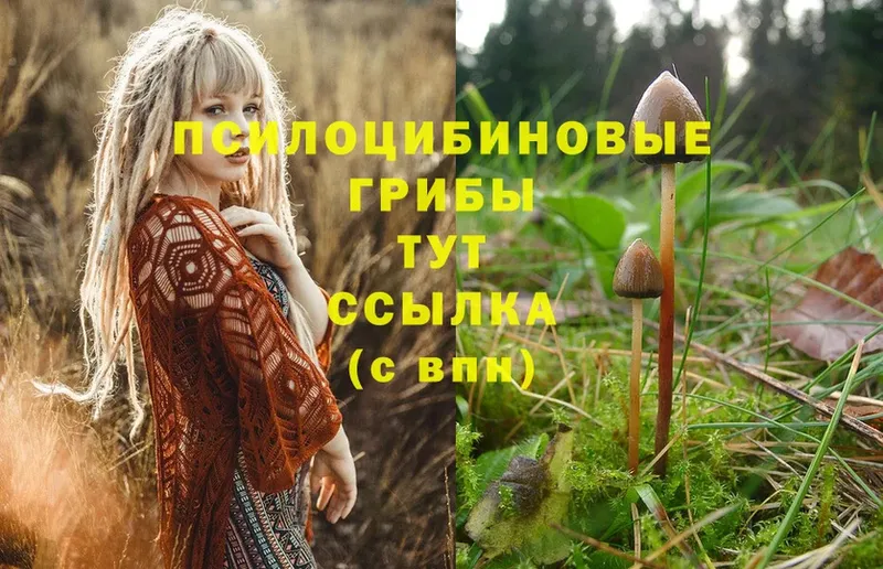 Псилоцибиновые грибы Psilocybe  Балтийск 